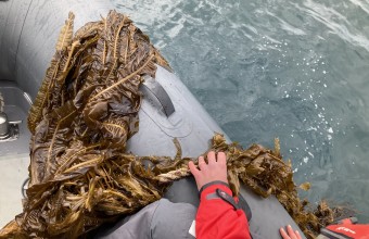Image of side of both with ropes covered in seaweed being pulled up by a person 