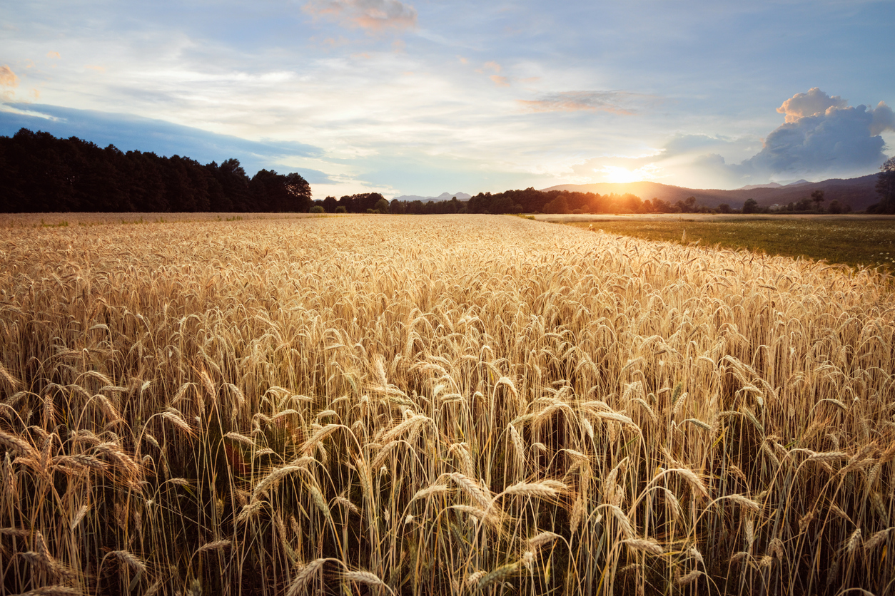field of ripe wheat with sunshine