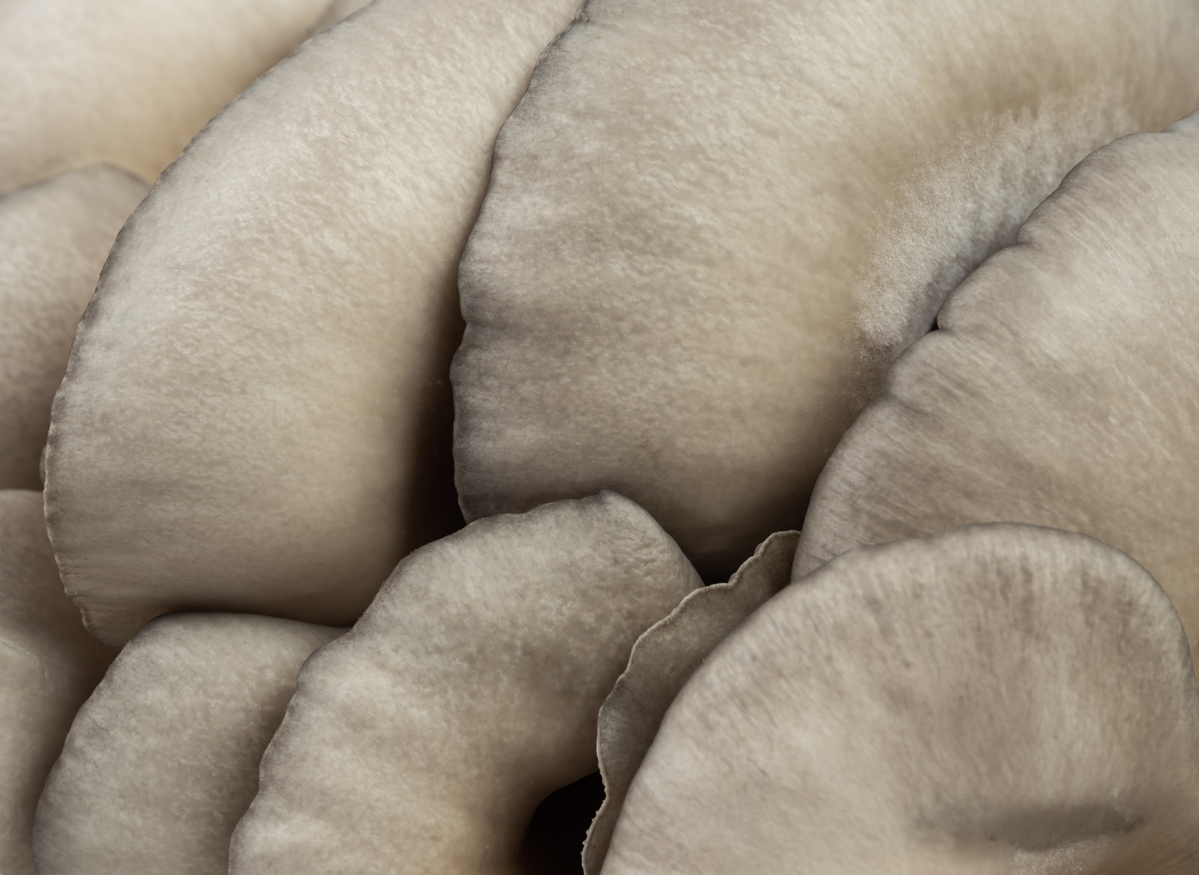 close up of some mushroooms