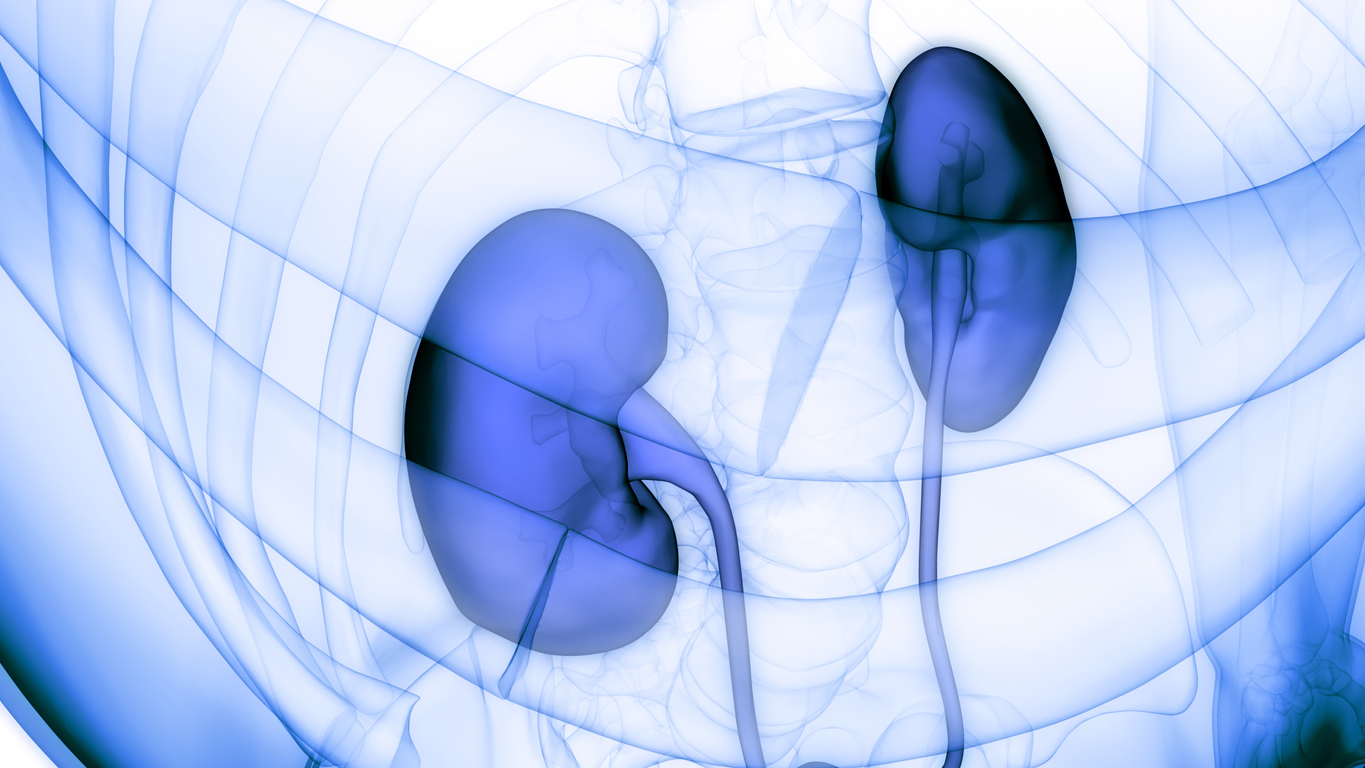 abstract image showing human kidneys in blue wash