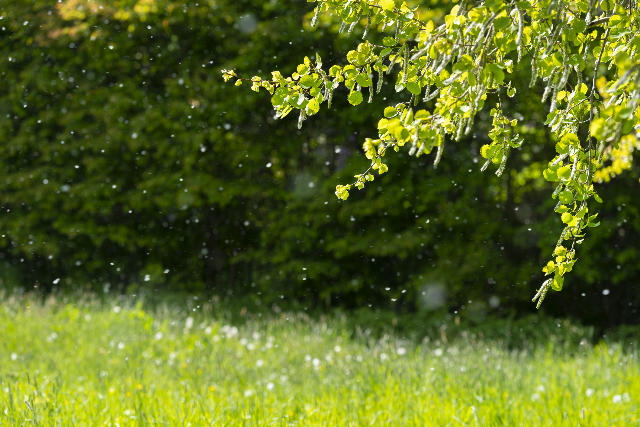 image of tree, grass and particles illuminated in the air