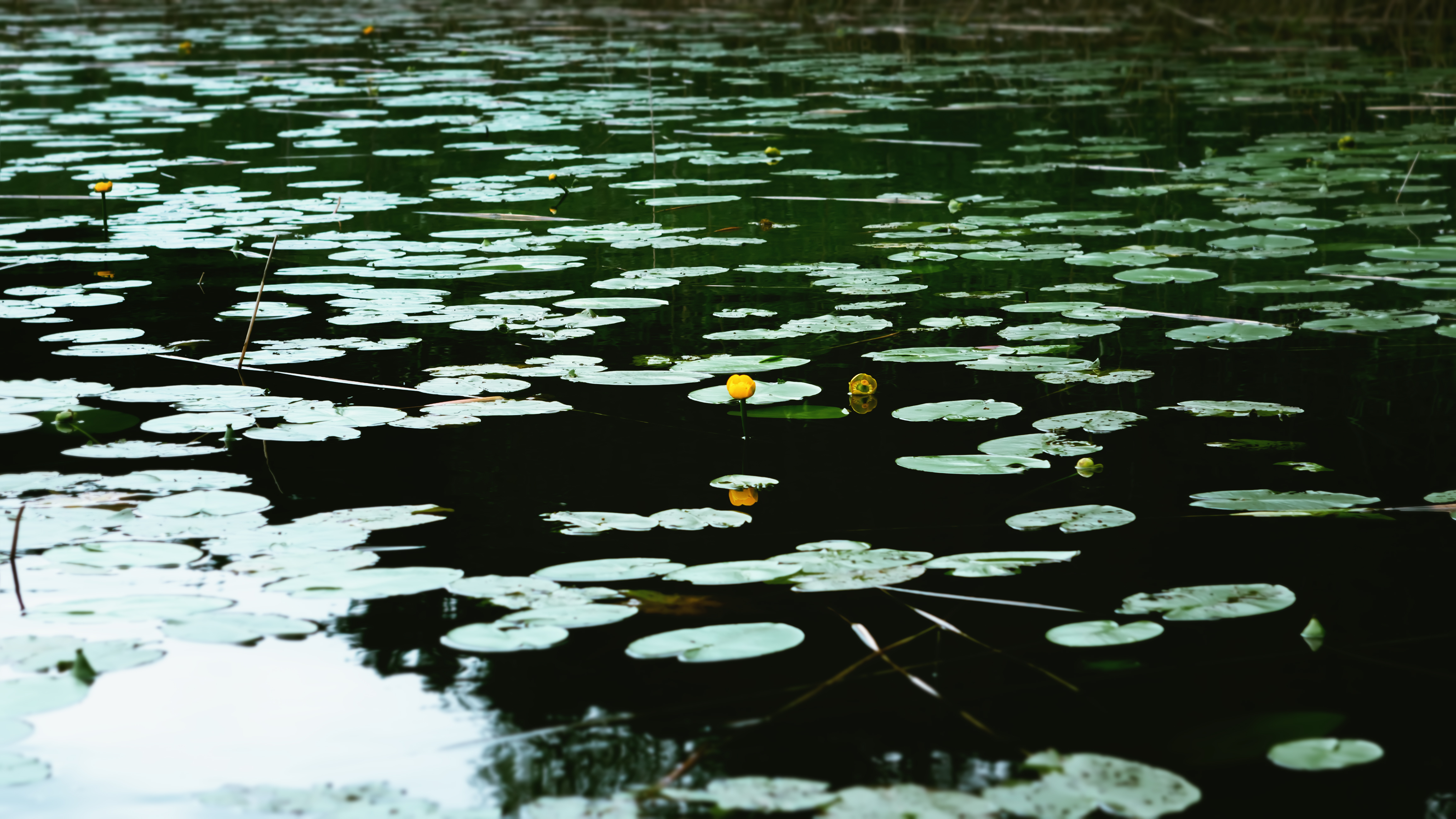 picture of floating plants on the water