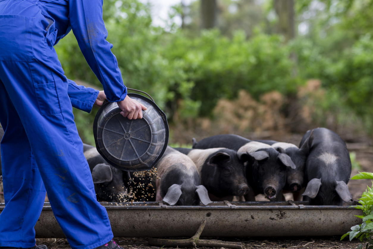 image of food being poured into a feeding trough for some pigs