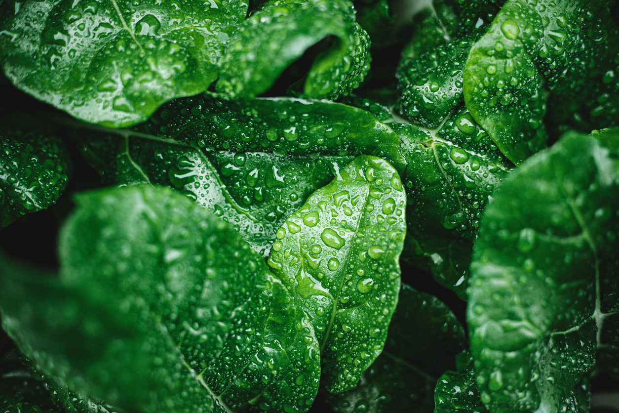 green leaves with water droplets resting on them 