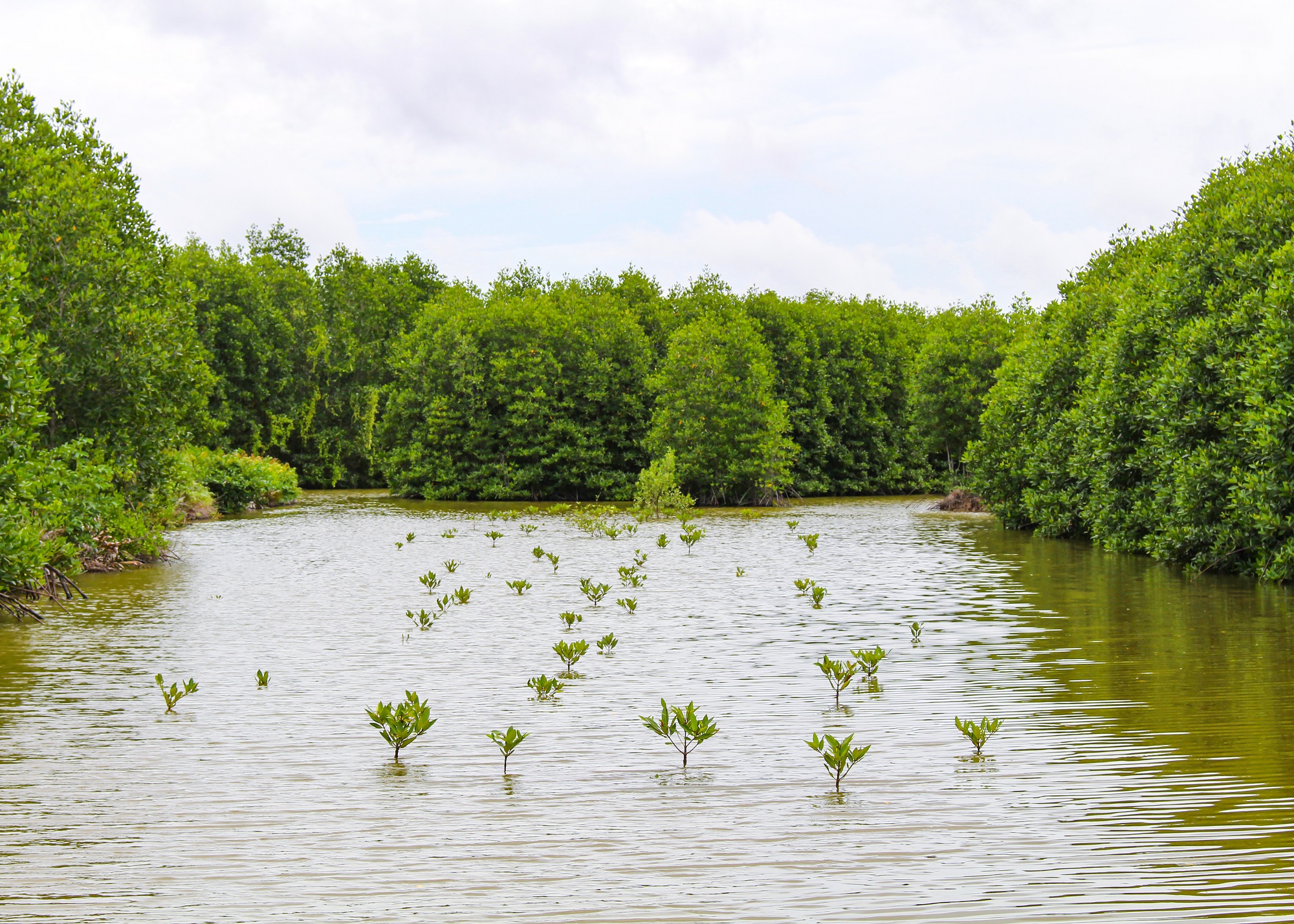photograph of mangrove in Vietnam