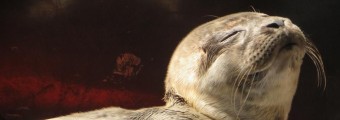 A seal relaxing in the sun 