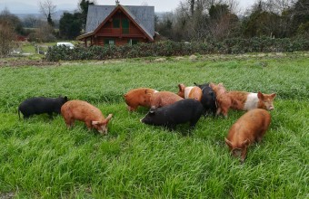 A group of pigs in a field outside the wooden farm house