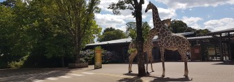 Two giraffes standing facing each other in the middle of a walkway at fota wildlife park 