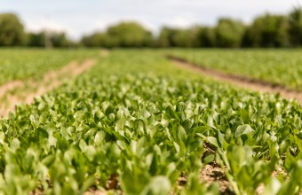 a field of baby spinach growing in it 