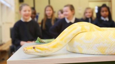 A picture of children begin shown a snake in a classroom. 