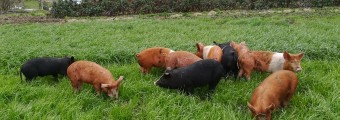 A group of pigs in a field outside the wooden farm house