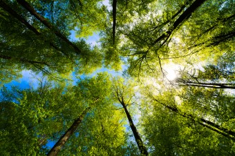 Image of forestry with the sun shining through the trees.