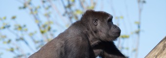 Gorilla climbing a log at dublin zoo