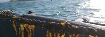 Image of the side of a boat and a large rope with seaweed hanging from it.