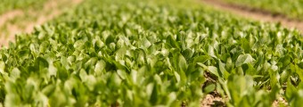 a field of baby spinach growing in it 
