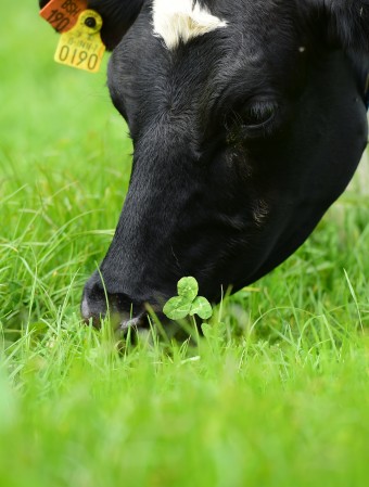 Image of a black and white cow eating very green grass.