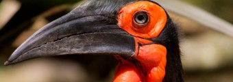 An image of a bright orange a black bird: the Southern Ground Hornbill.