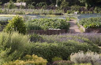 Airfield Estates food gardens