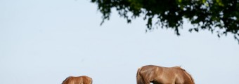 Two horses feeding from the ground on the top of a hill